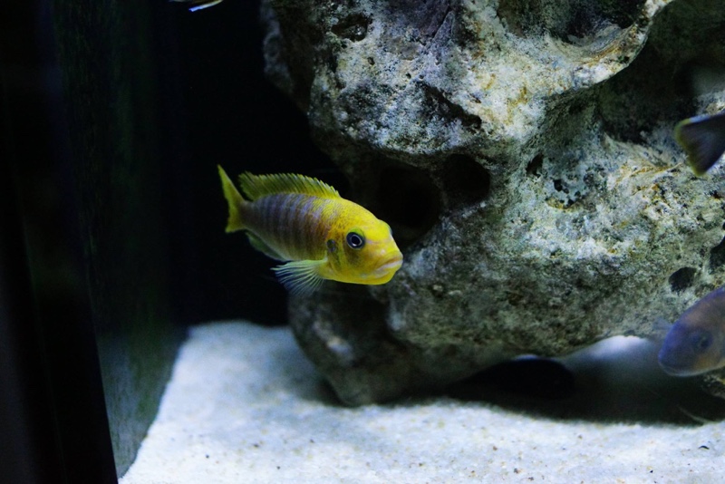 Maylandia hajomaylandi 'Chizumulu Island'